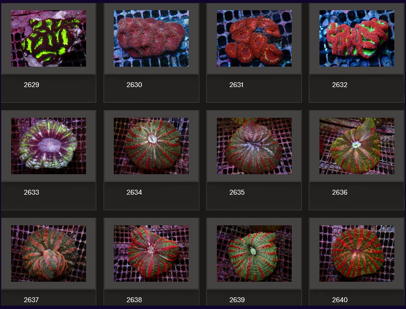 Kupang Corals