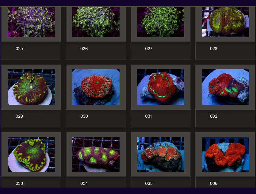 Kupang Corals