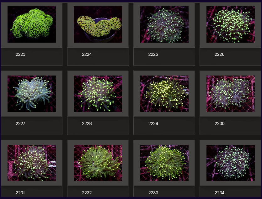 Kupang Corals