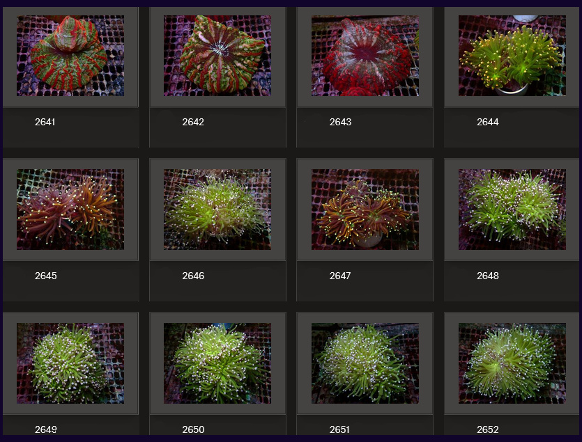 Kupang Corals