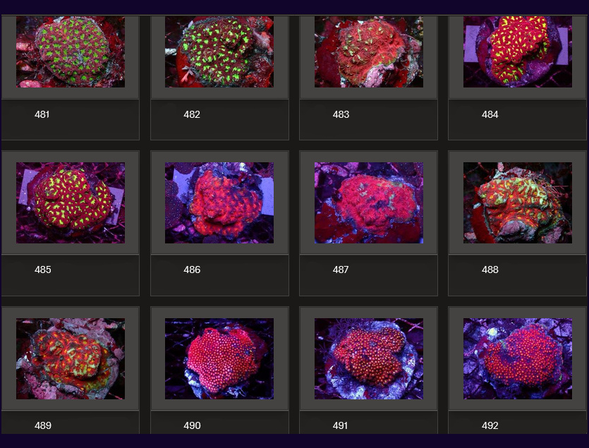Kupang Corals