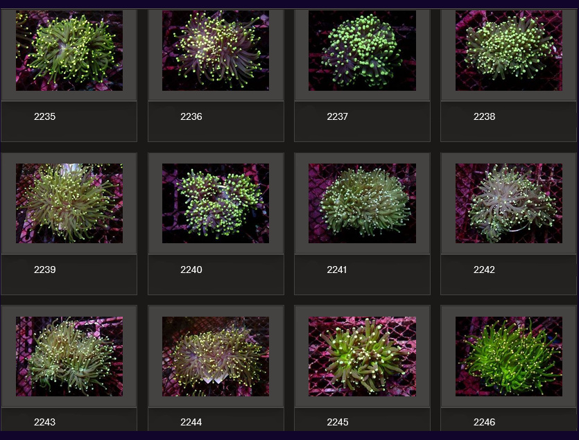 Kupang Corals