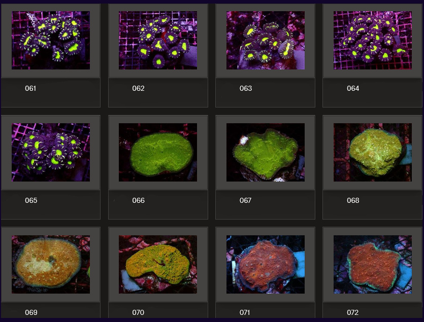 Kupang Corals