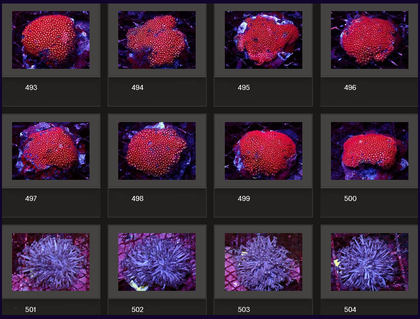 Kupang Corals