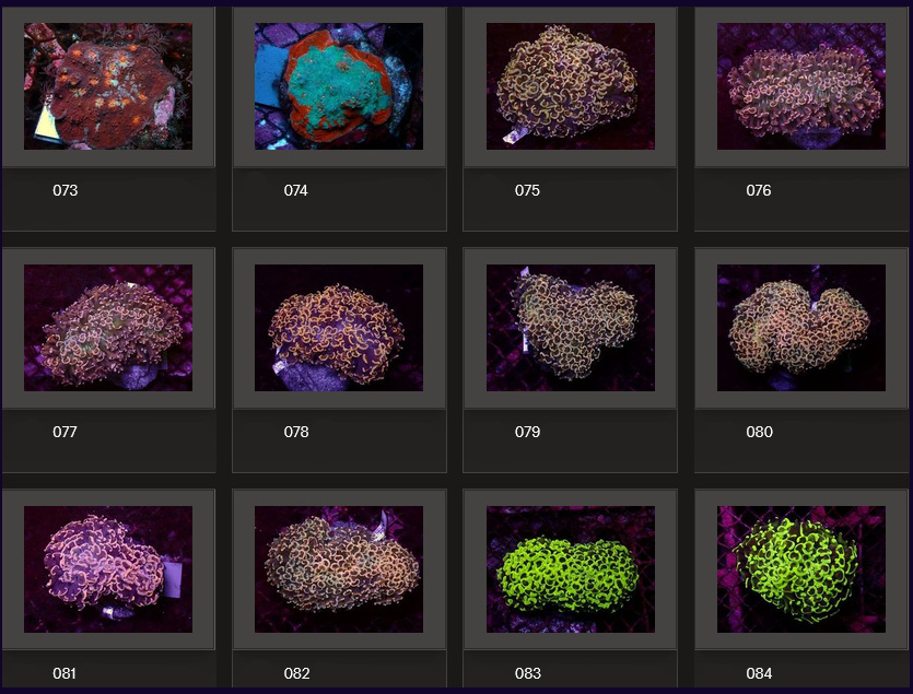 Kupang Corals