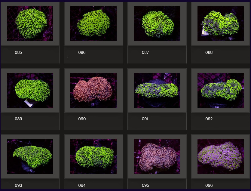 Kupang Corals