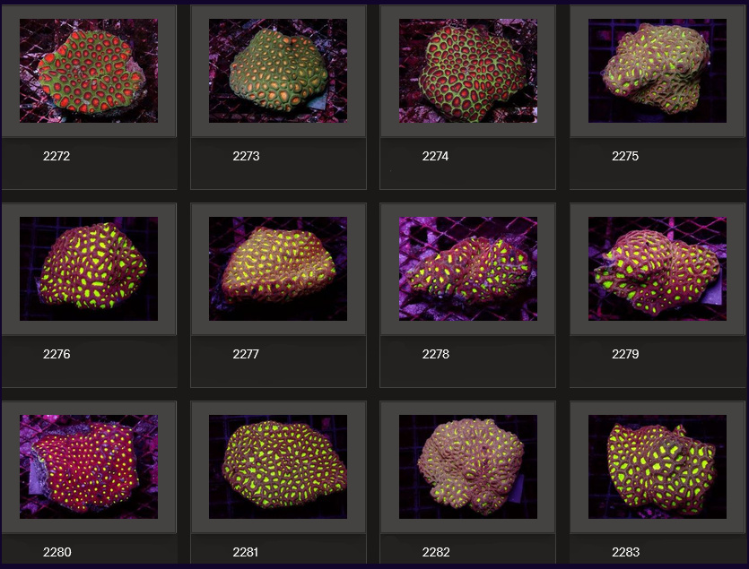 Kupang Corals