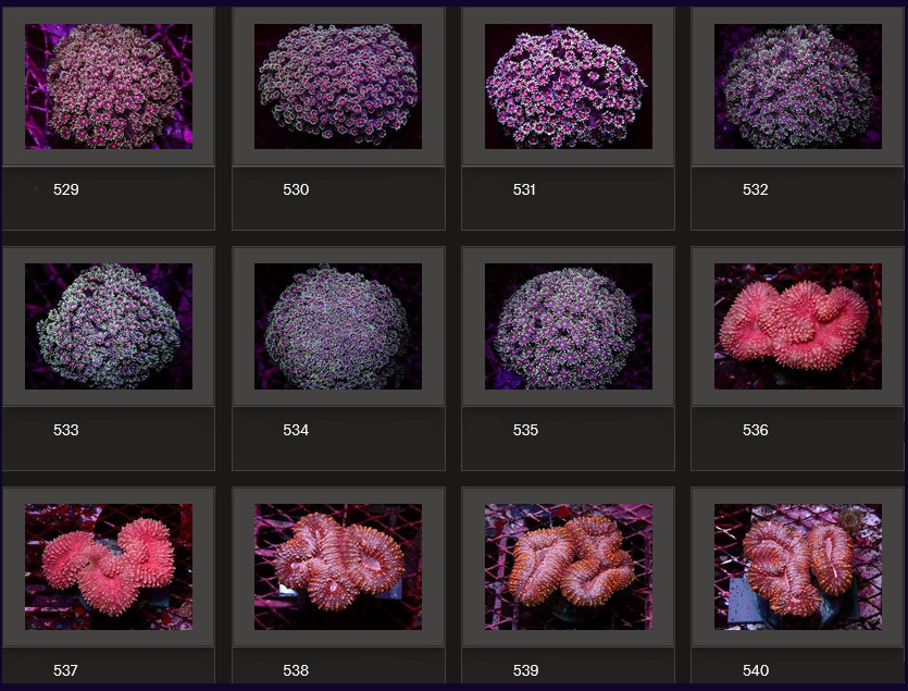 Kupang Corals