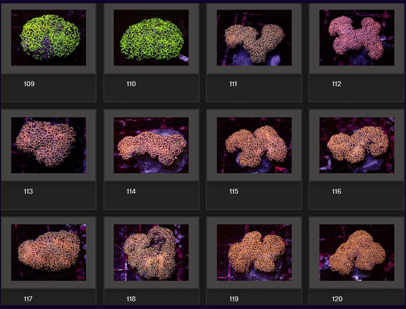Kupang Corals