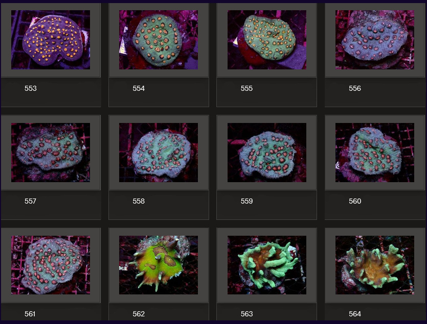 Kupang Corals