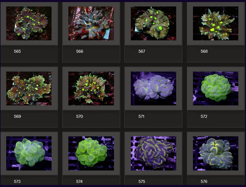 Kupang Corals