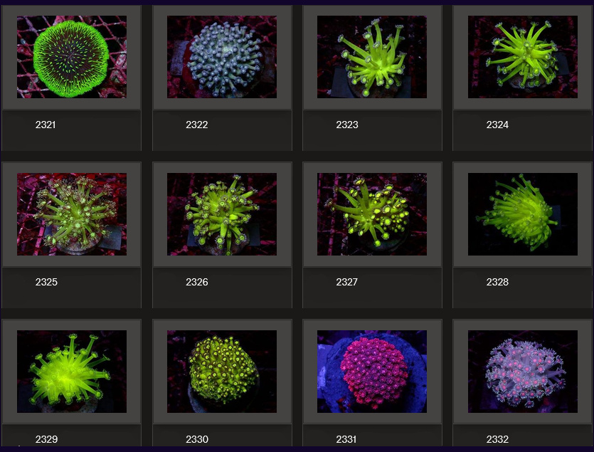 Kupang Corals