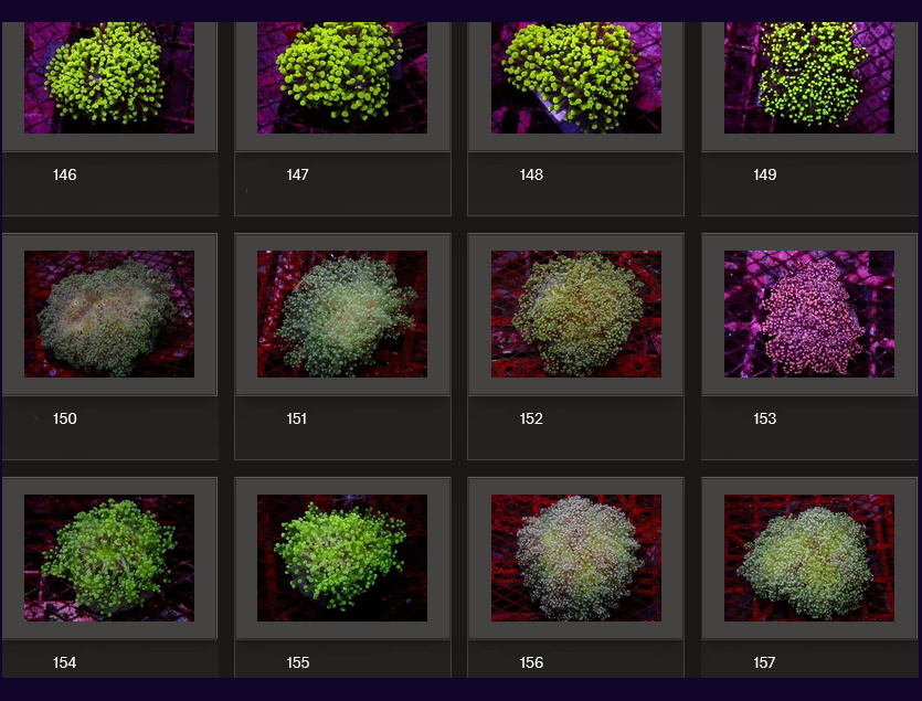 Kupang Corals