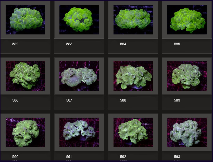 Kupang Corals