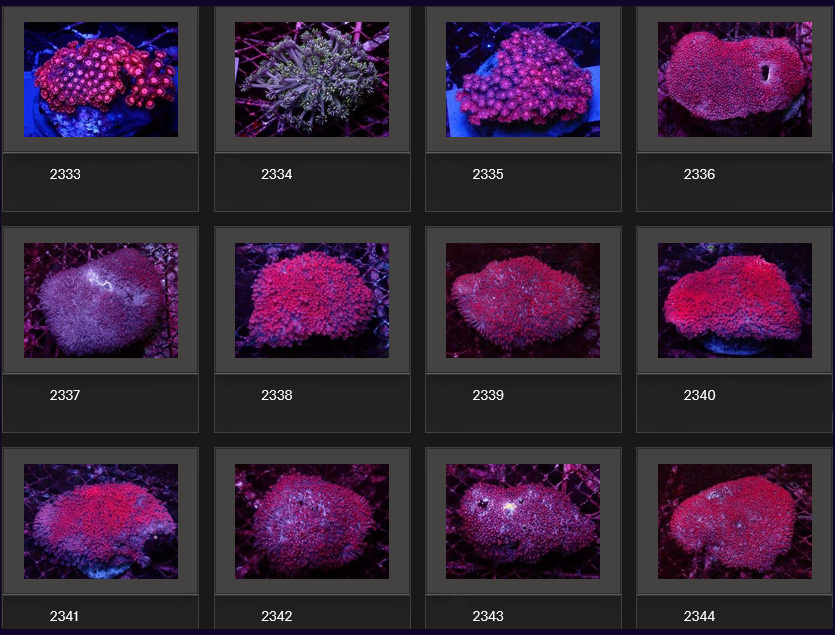 Kupang Corals