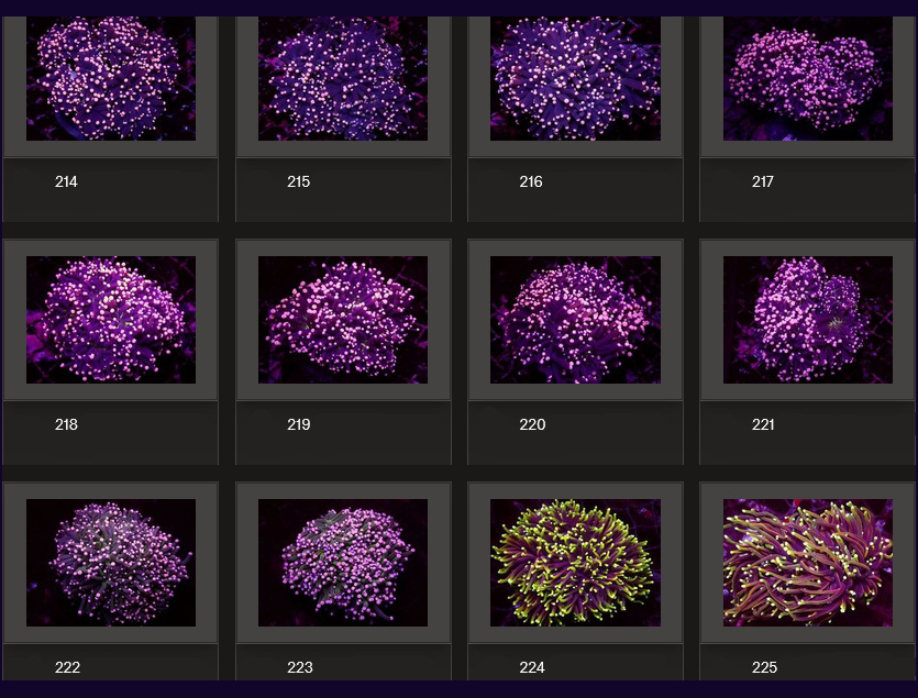 Kupang Corals