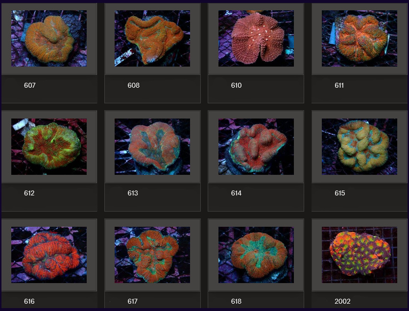 Kupang Corals
