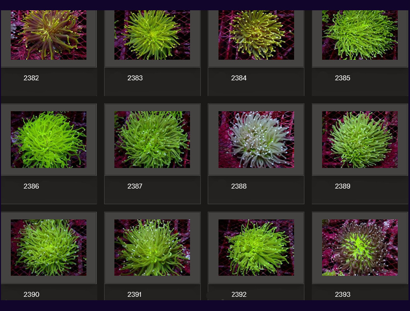 Kupang Corals