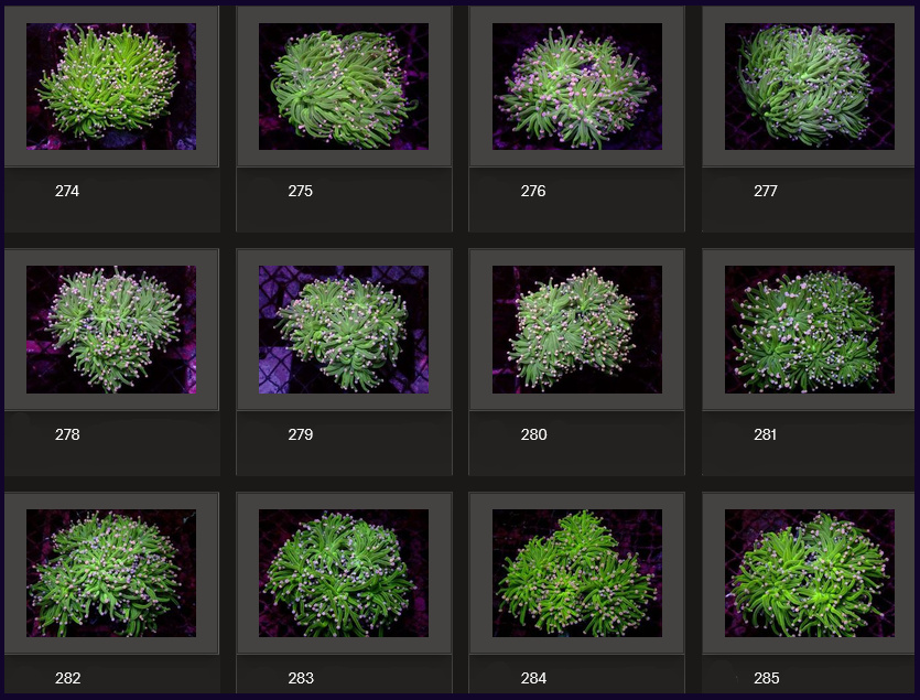 Kupang Corals