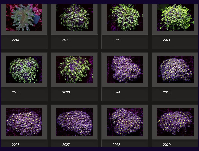 Kupang Corals