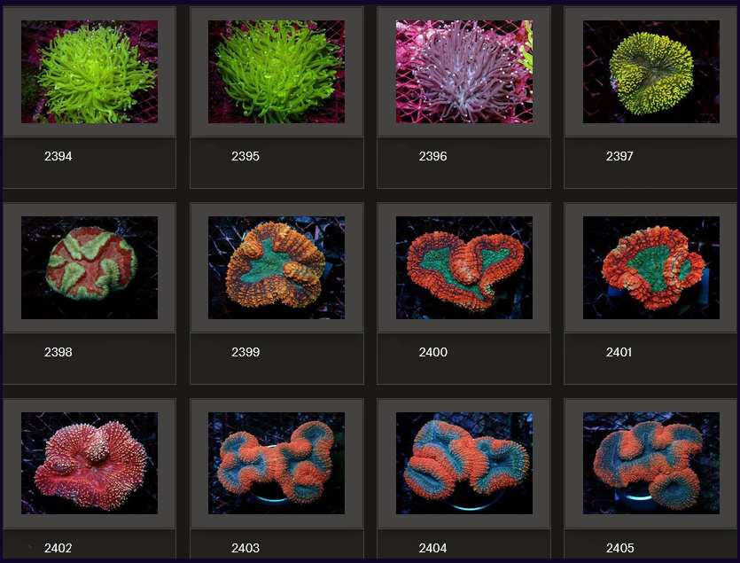 Kupang Corals