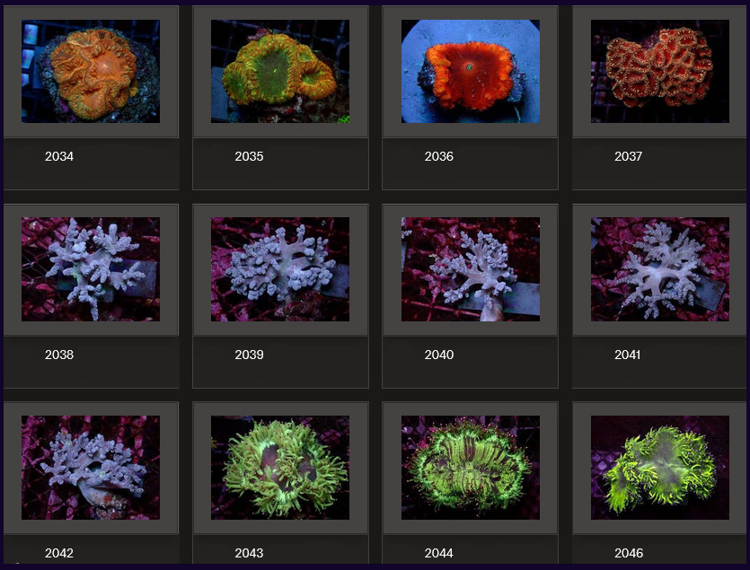 Kupang Corals