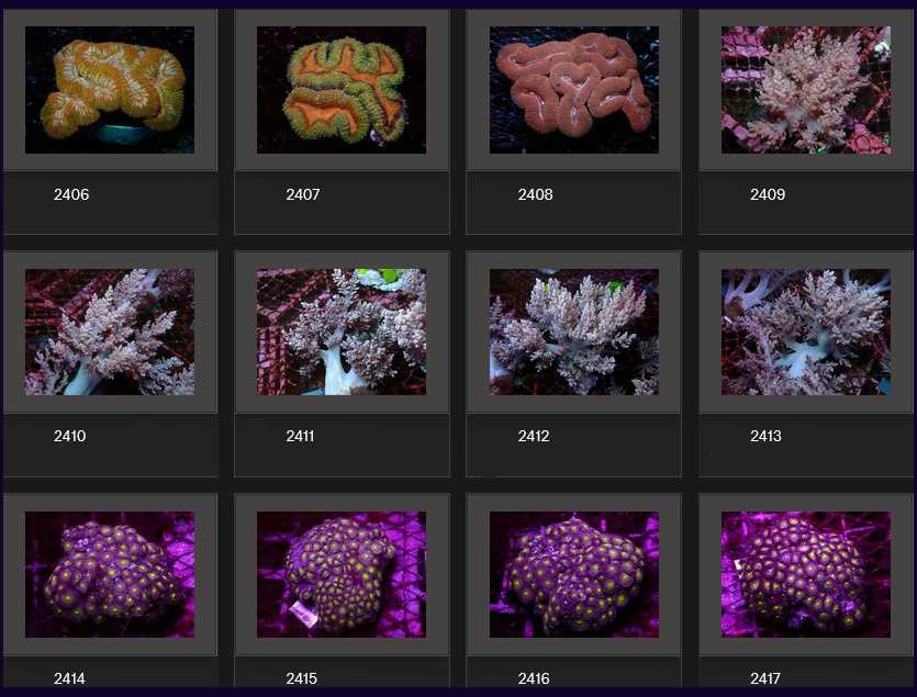 Kupang Corals