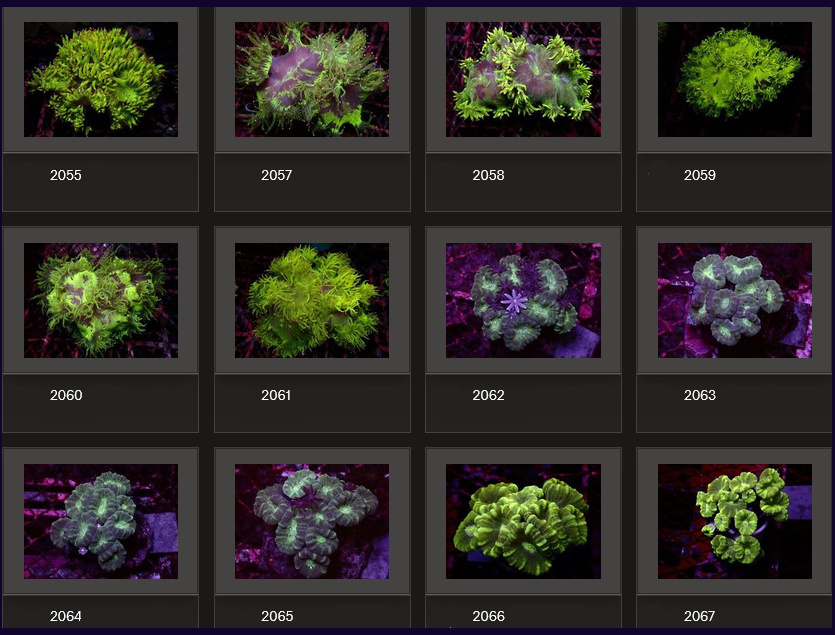 Kupang Corals