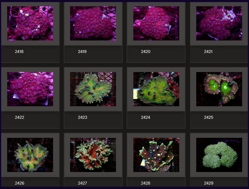 Kupang Corals