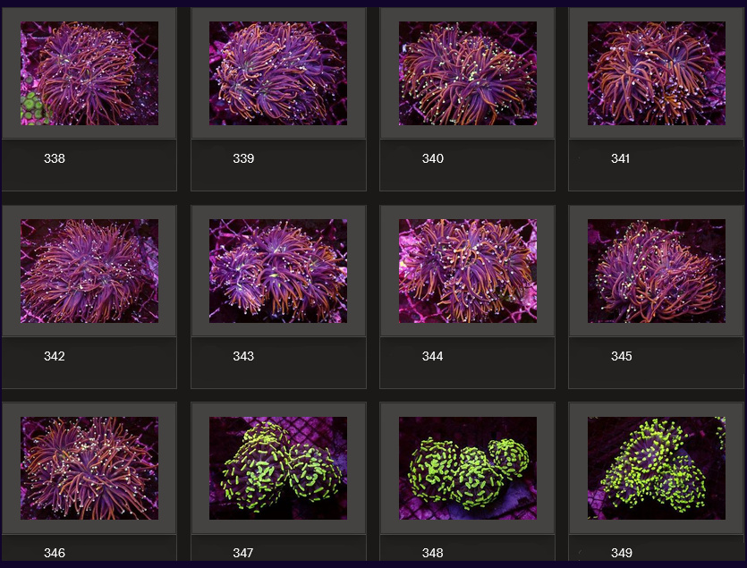 Kupang Corals