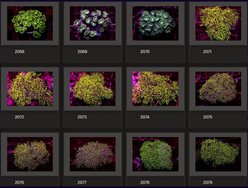 Kupang Corals