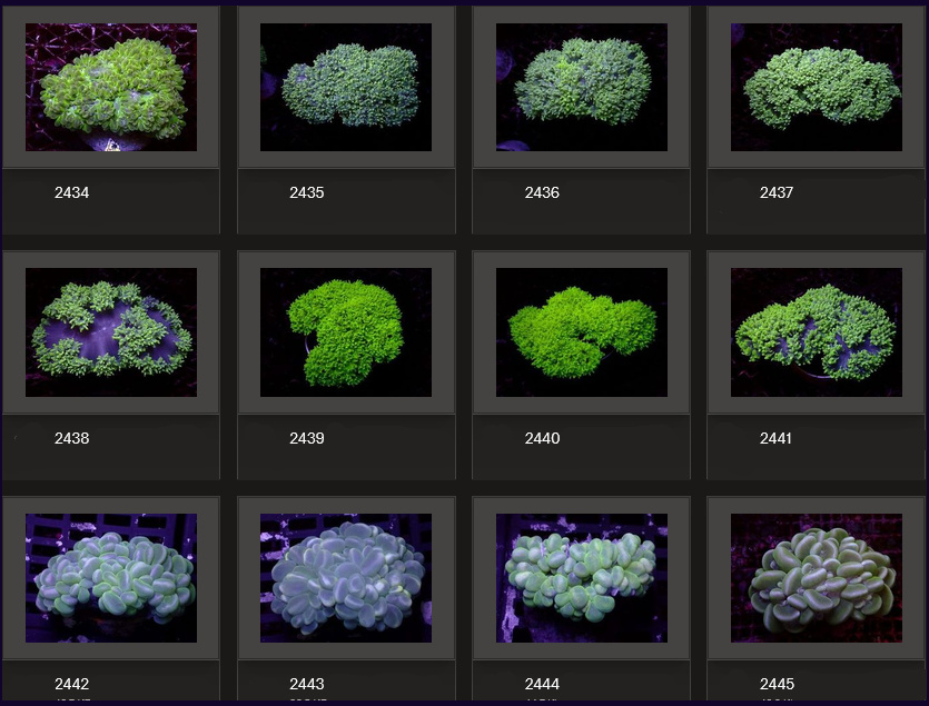 Kupang Corals