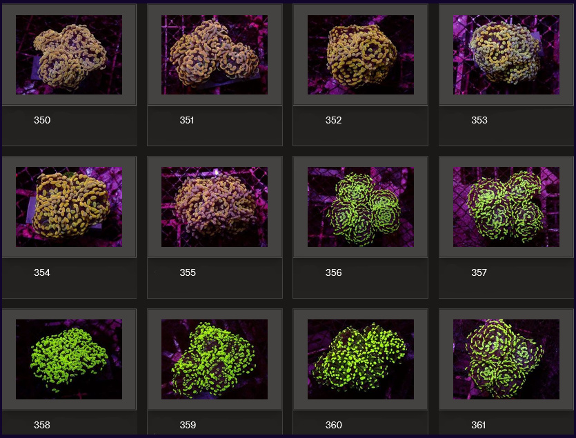 Kupang Corals