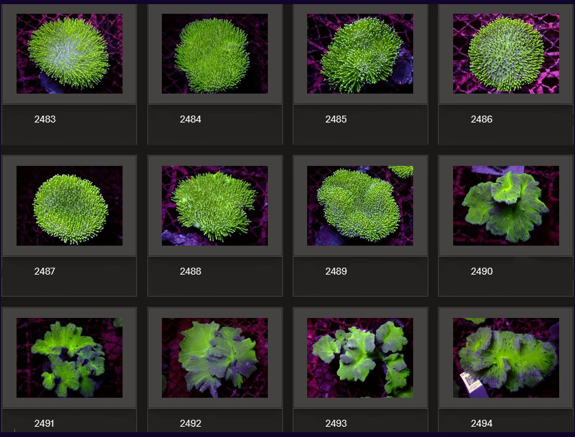 Kupang Corals