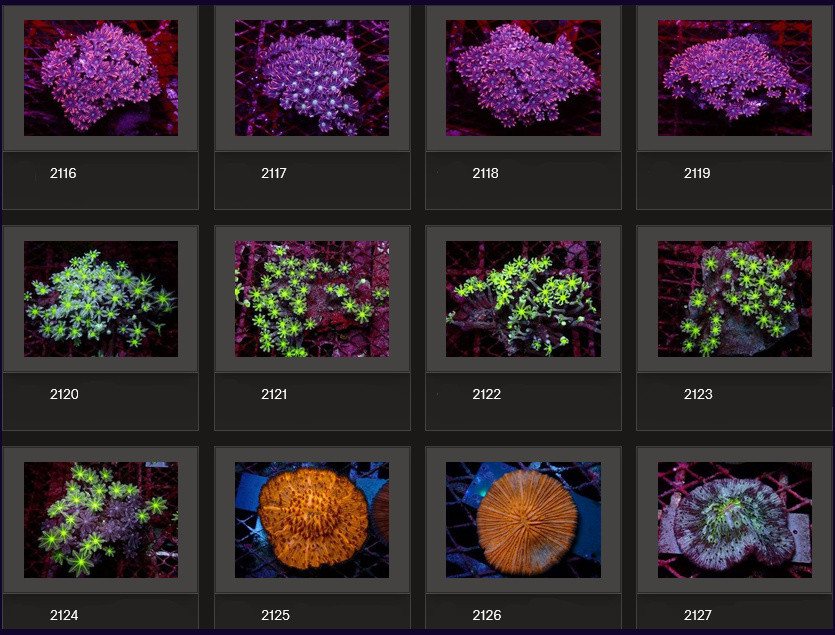 Kupang Corals