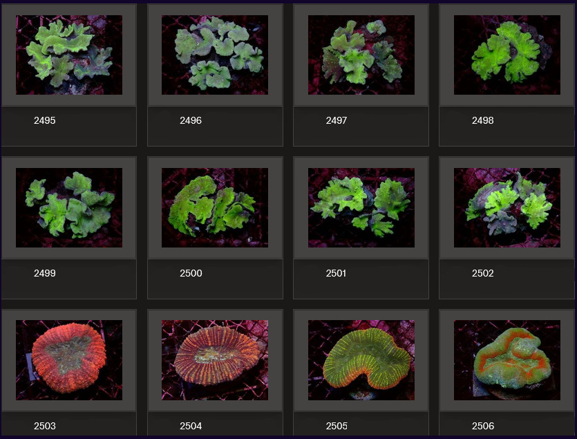 Kupang Corals