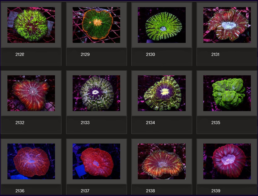 Kupang Corals