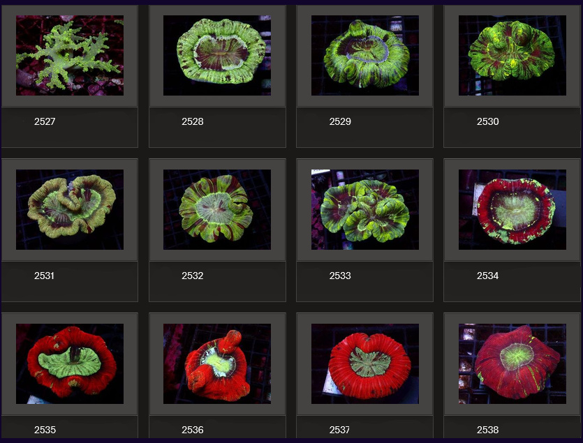 Kupang Corals