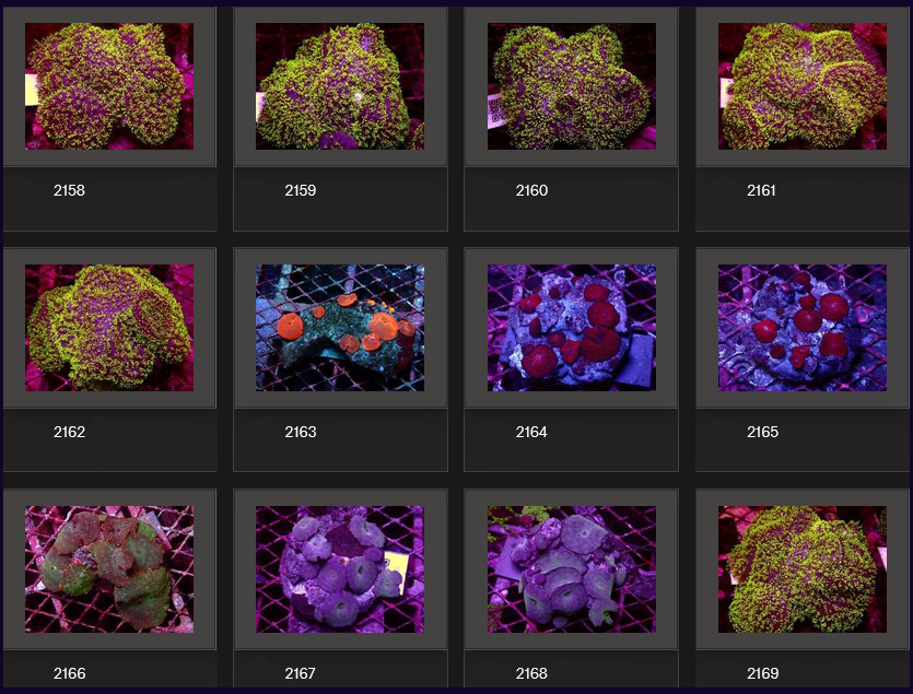 Kupang Corals