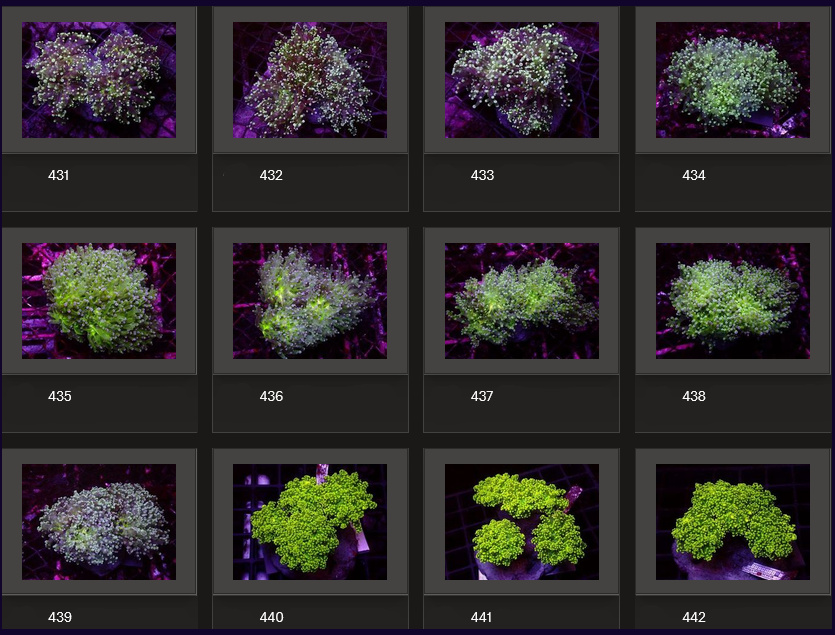 Kupang Corals