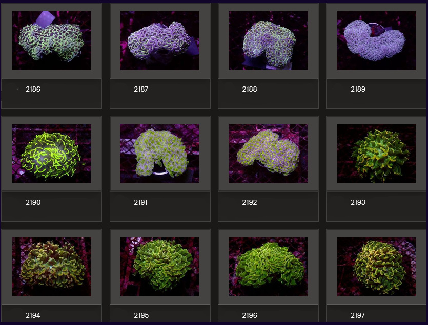 Kupang Corals