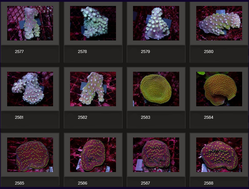 Kupang Corals