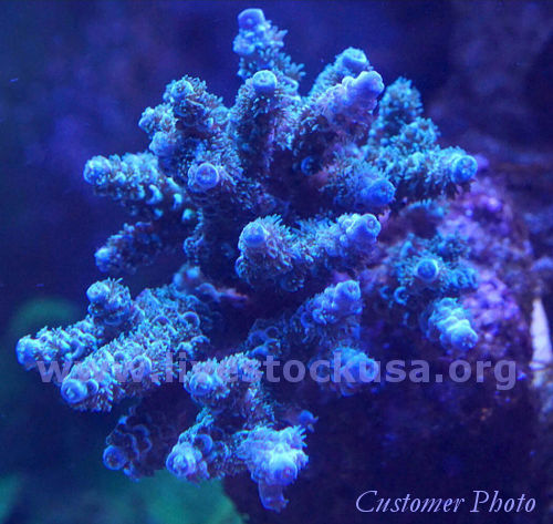 Kupang Acropora