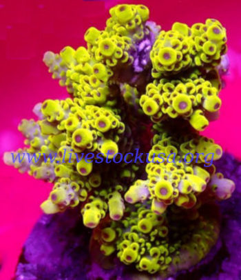 Acropora microclados