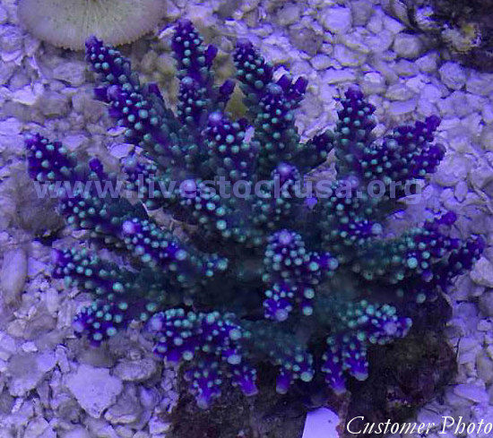 Kupang Corals