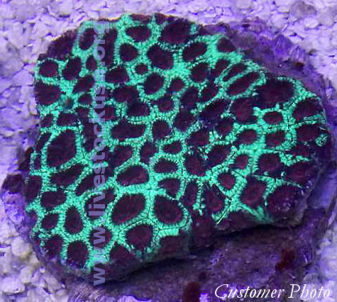 Kupang Corals