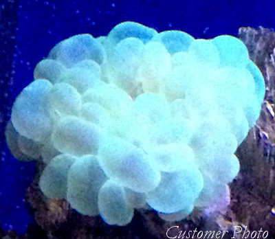 Bubble Coral