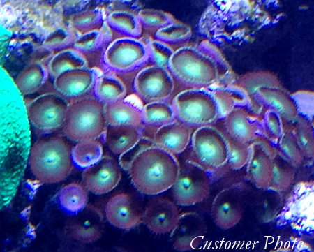 Zoanthids