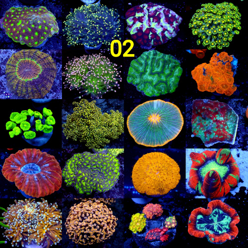 Manado Corals