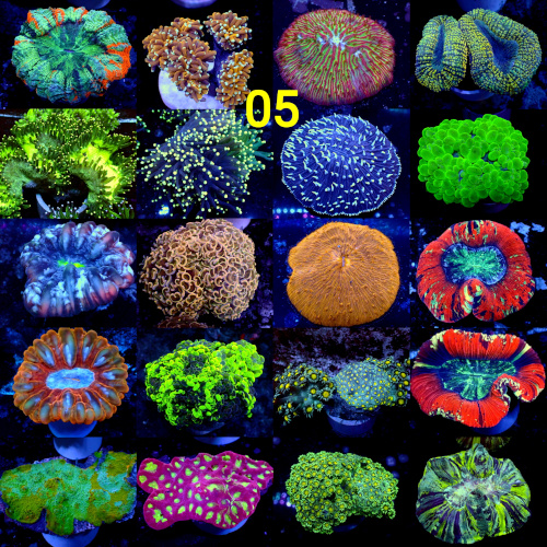 Manado Corals
